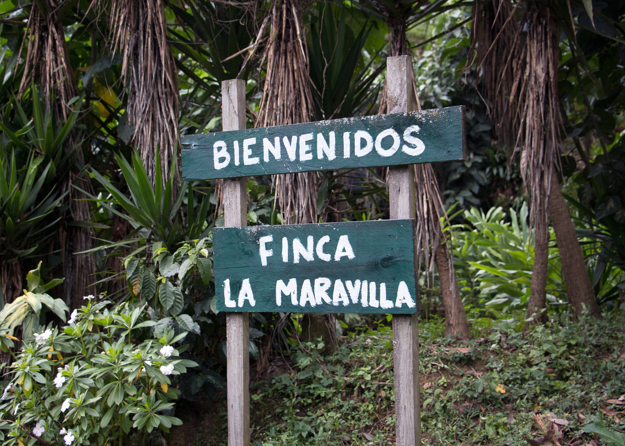 Guatemala La Maravilla El Pino