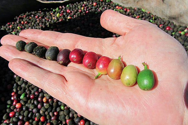 Urban Espresso Blend