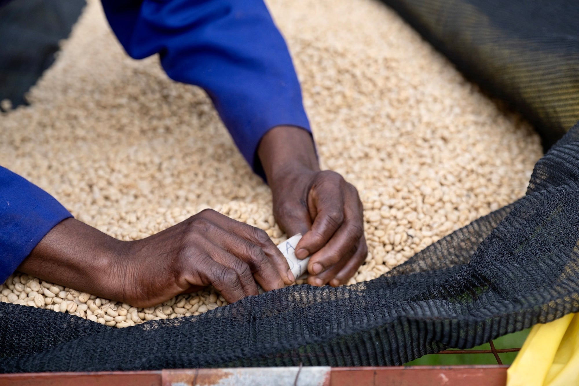 Kenya Mahiga AA