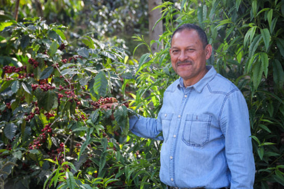 Guatemala La Maravilla El Pino