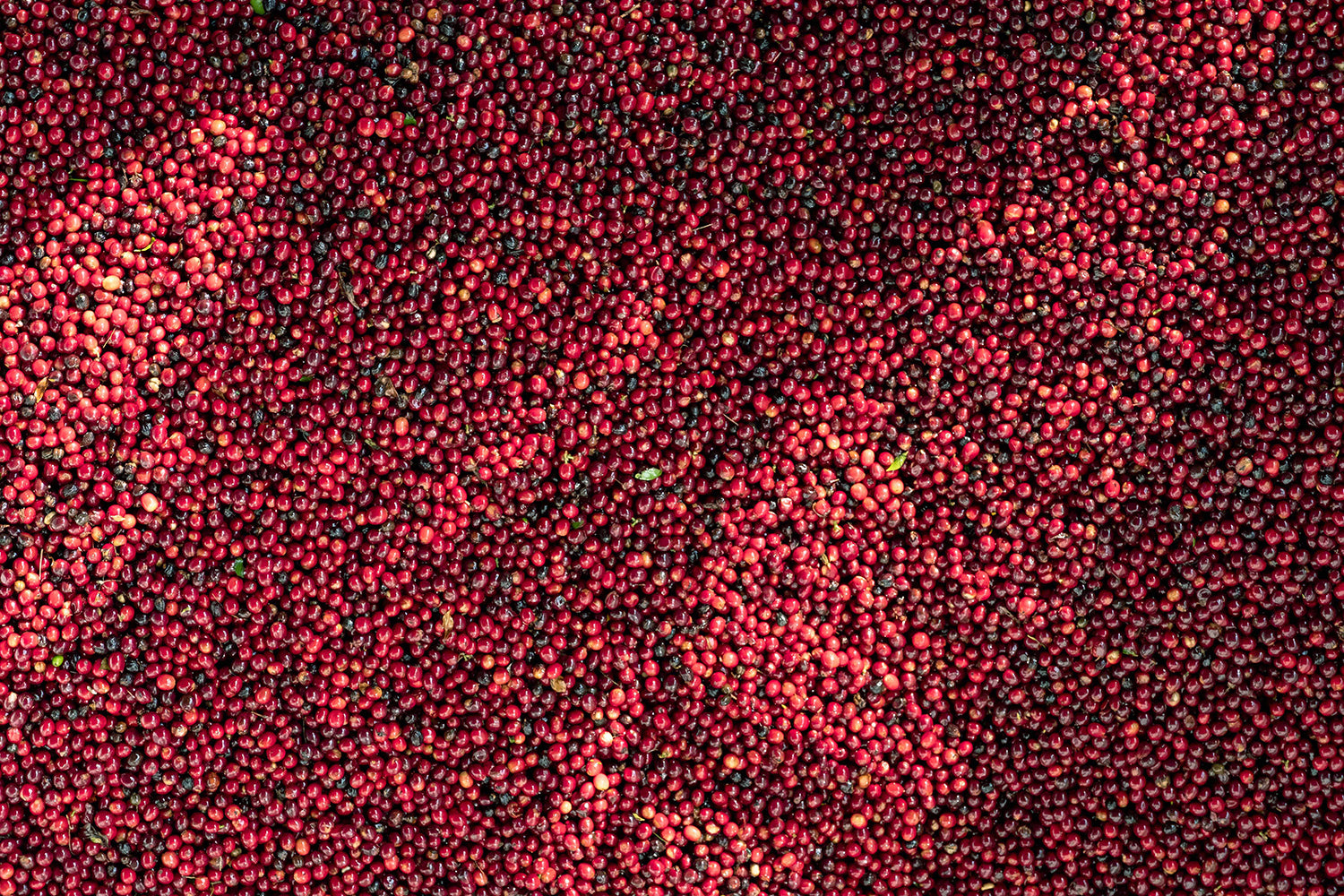 Guatemala La Maravilla El Pino