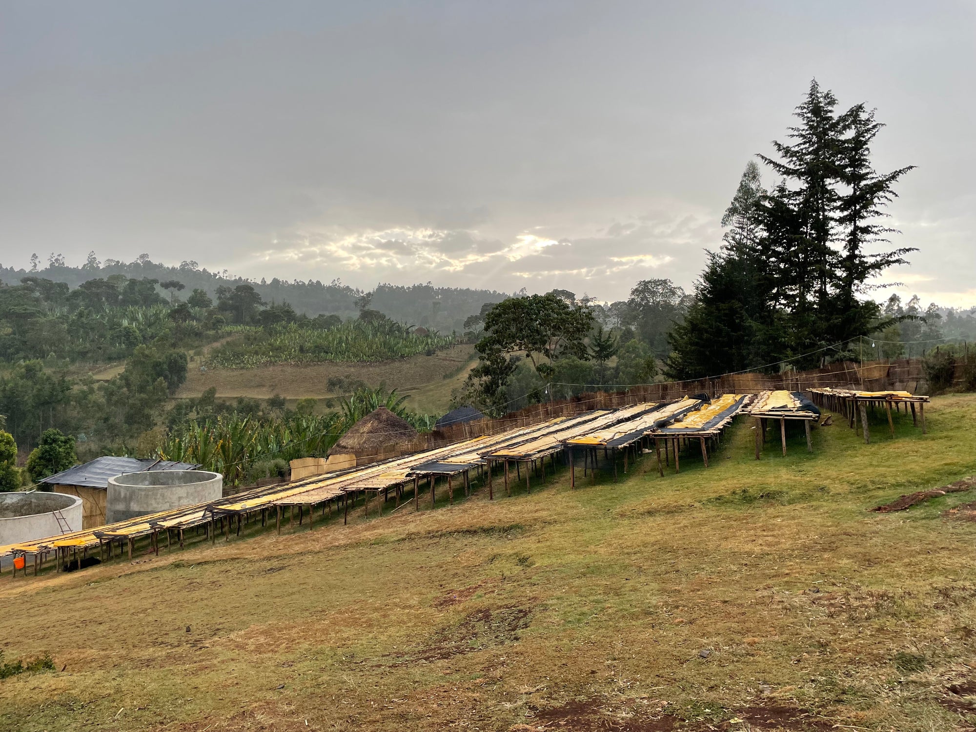 Ethiopia Yaye Natural
