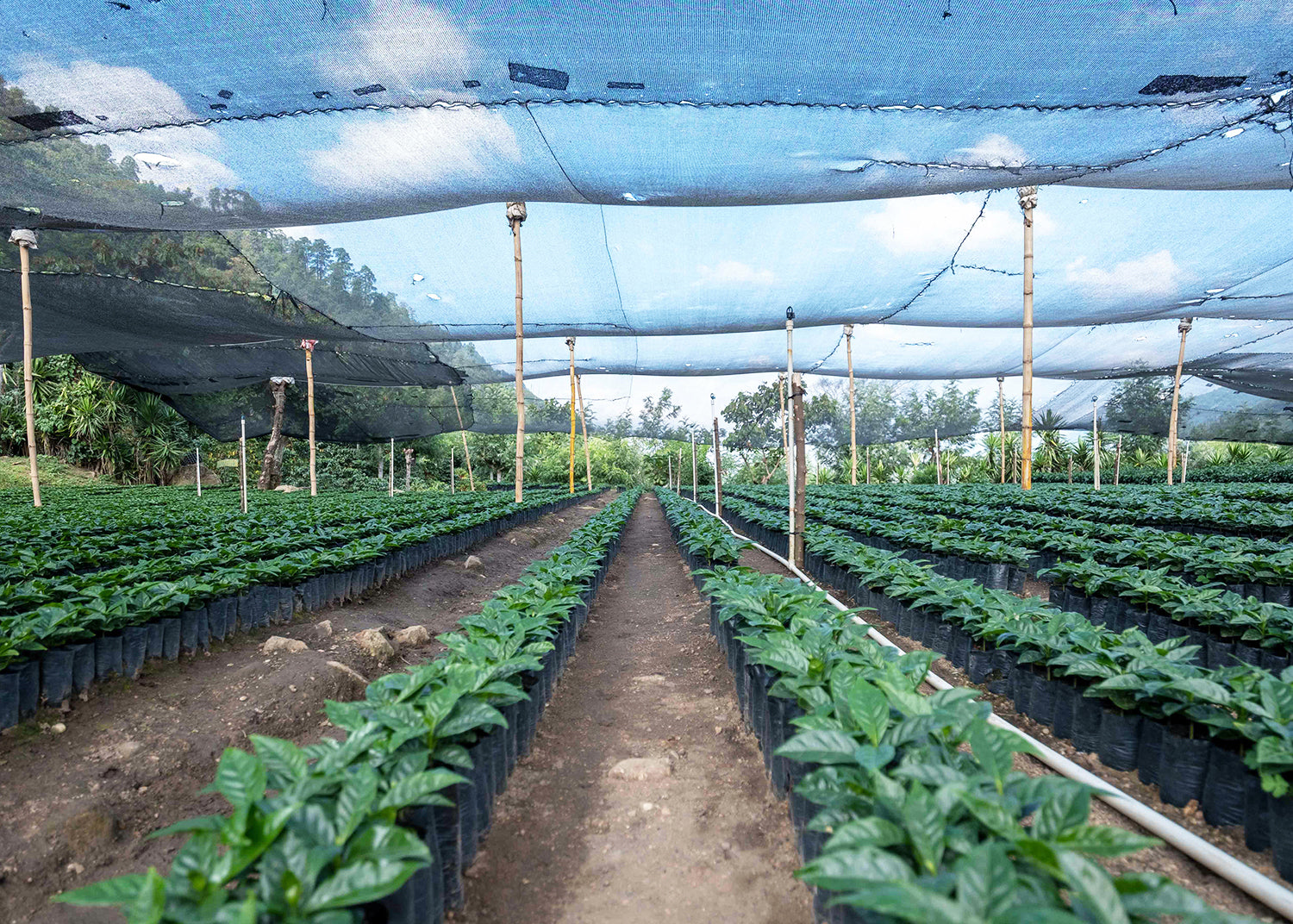 Guatemala La Maravilla El Pino