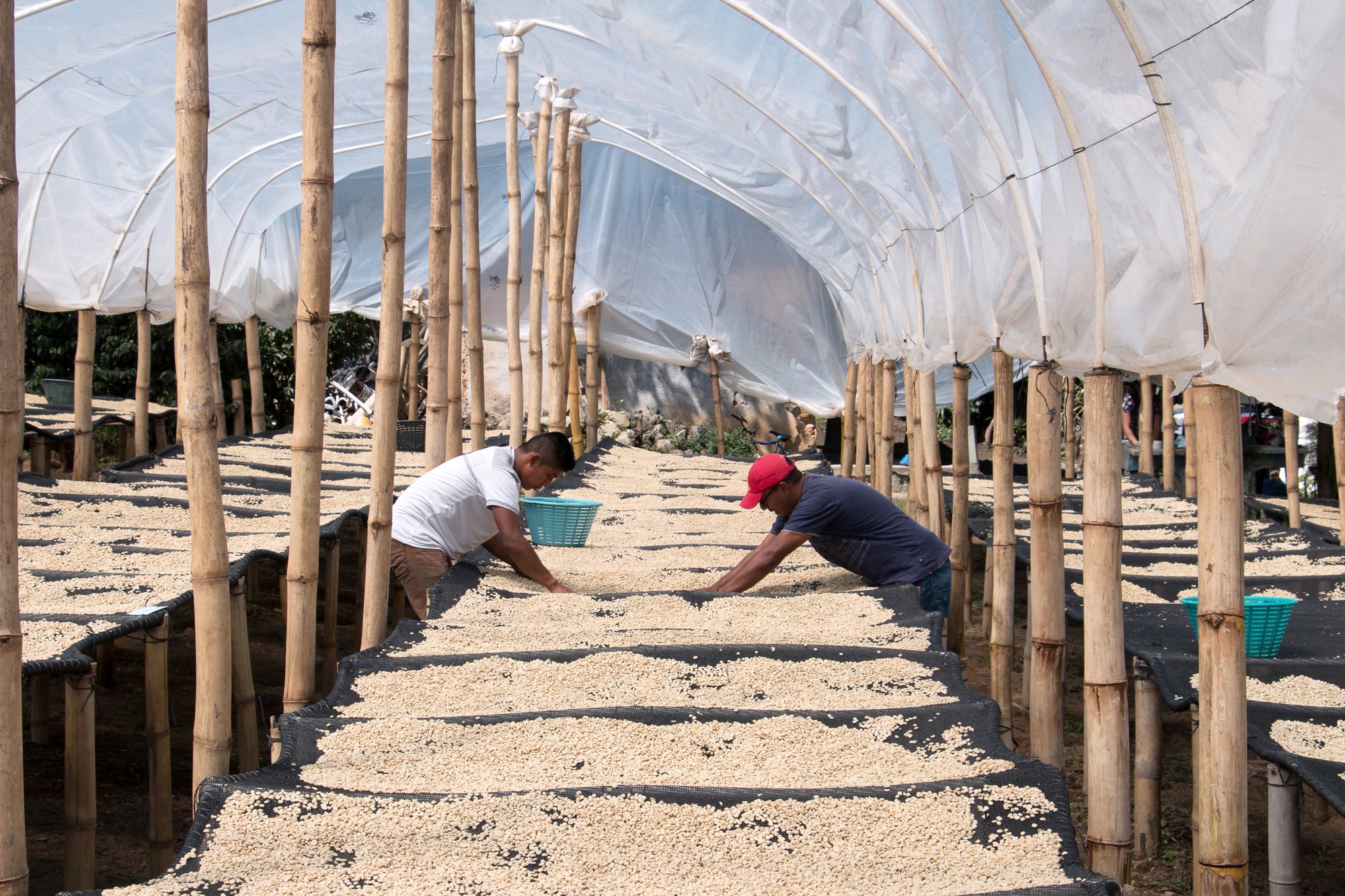 Guatemala La Maravilla El Pino
