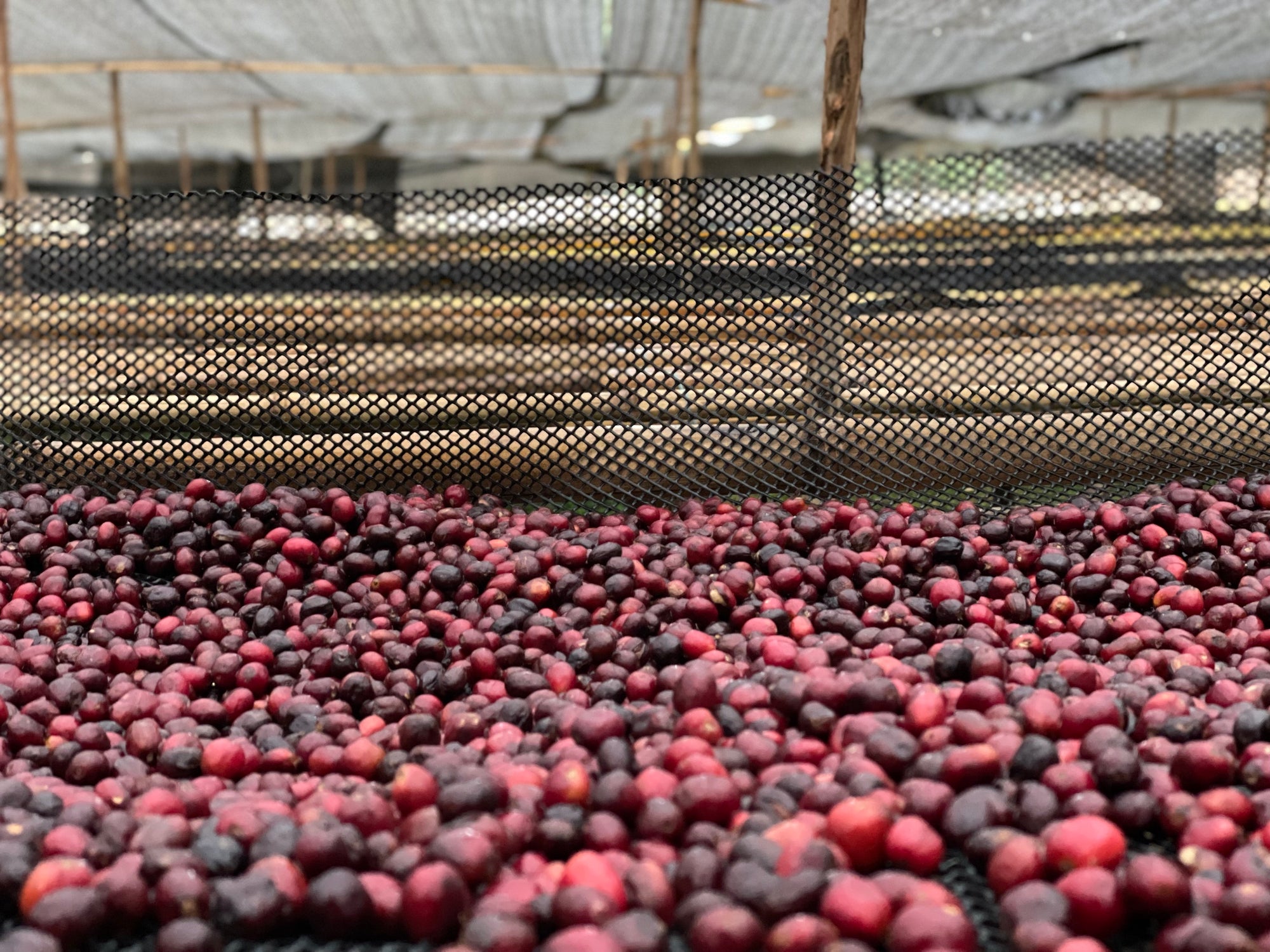 Colombia Sidra