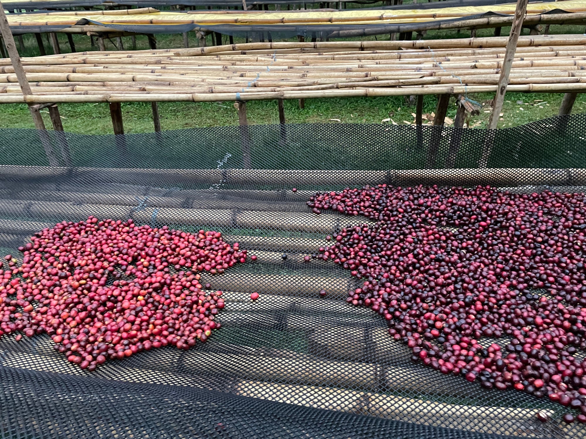 Ethiopia Yaye Anaerobic
