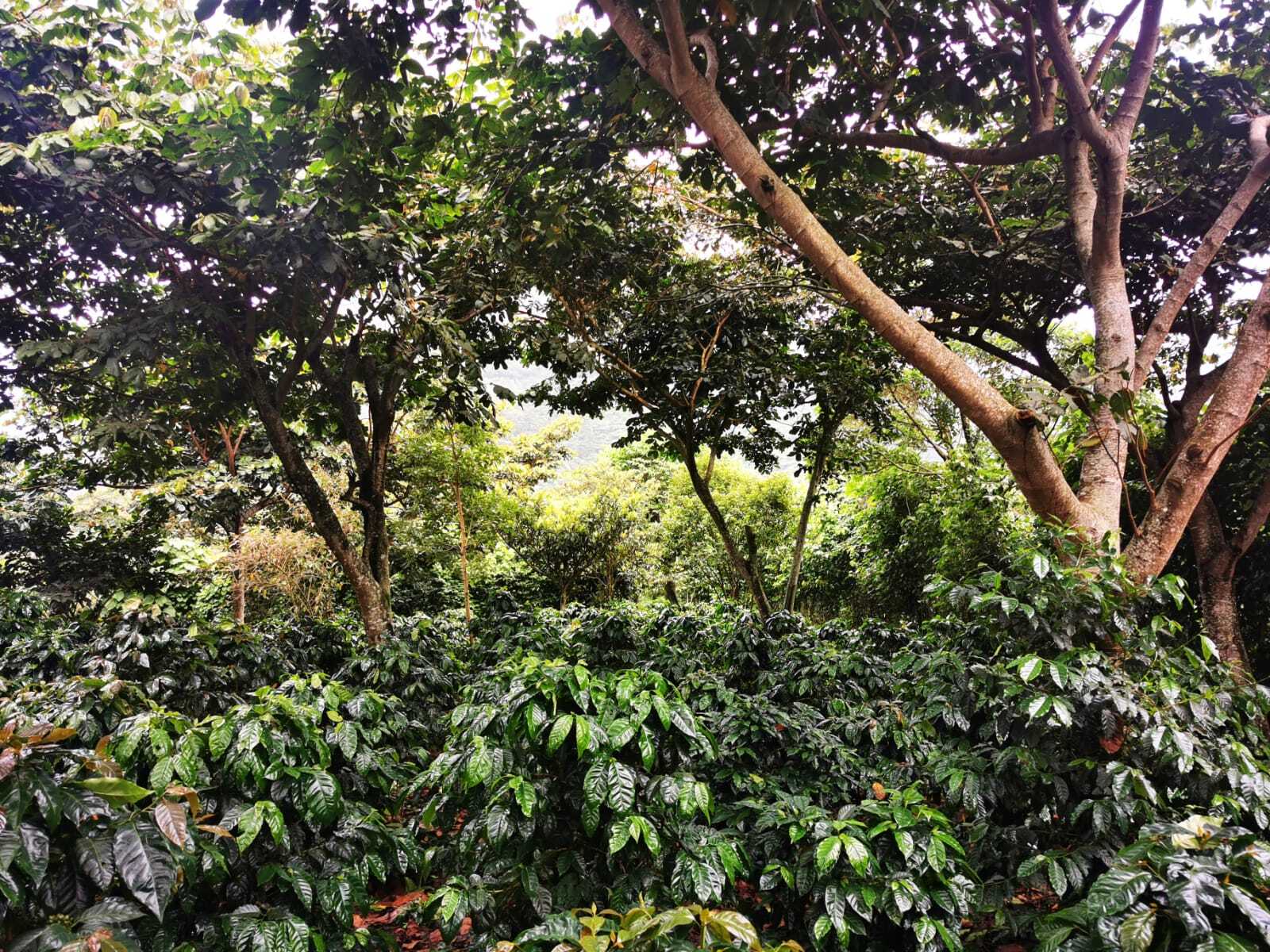 El Salvador La Dalia