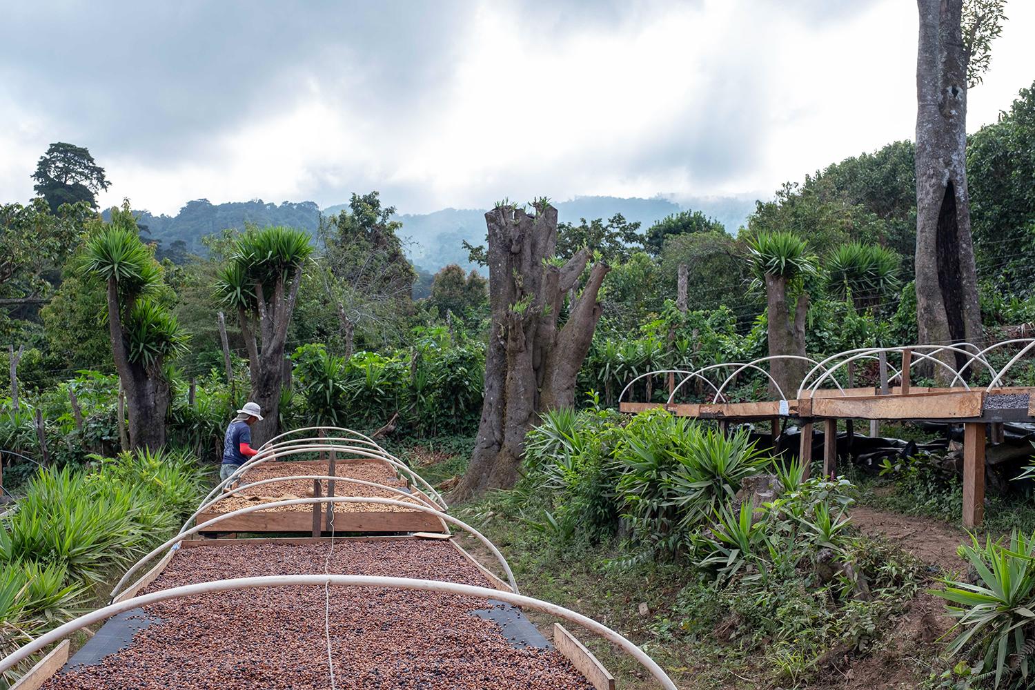 El Salvador La Dalia