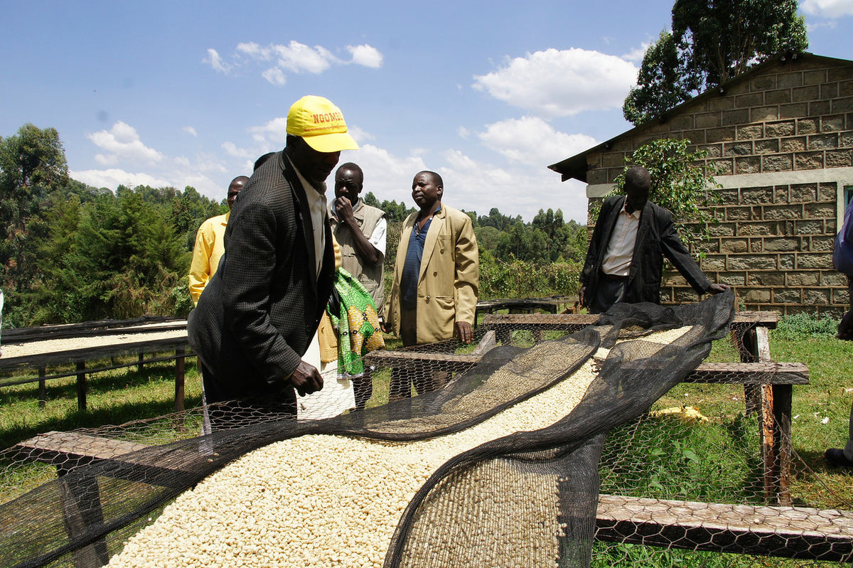 Kenya Rungeto AA