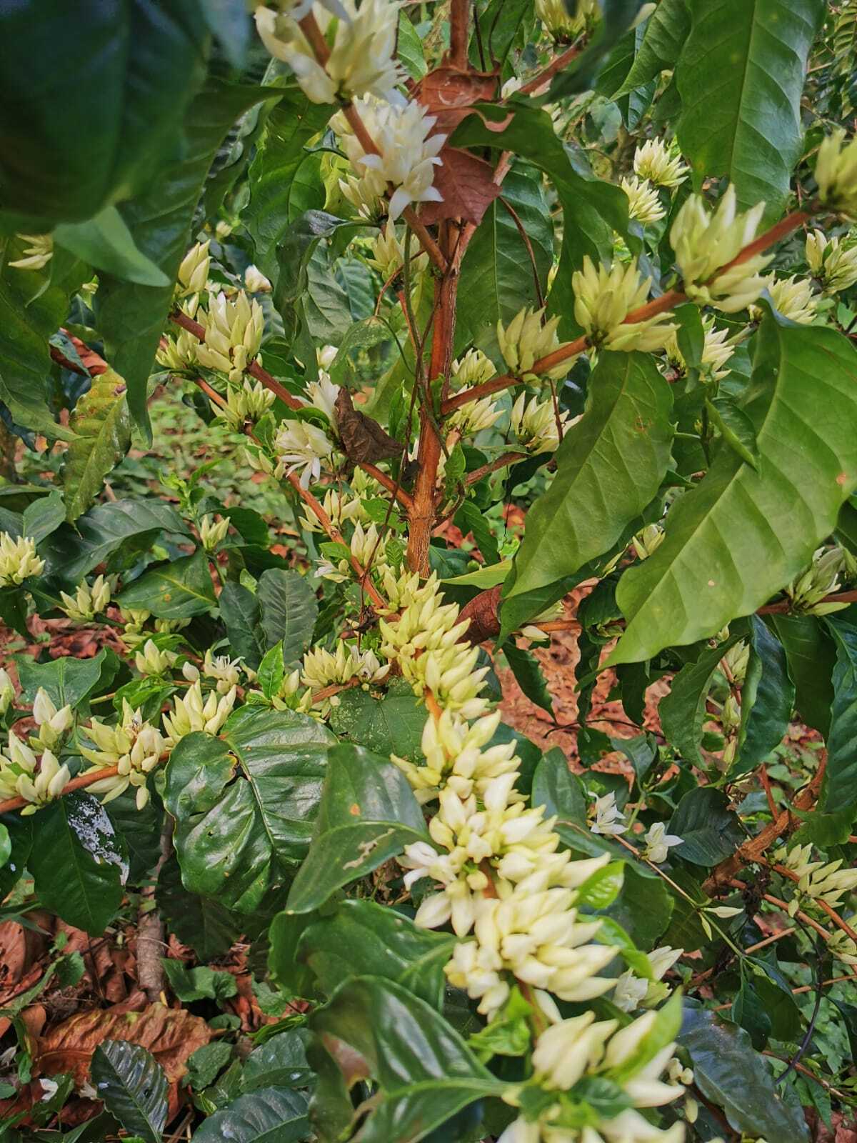 El Salvador La Dalia