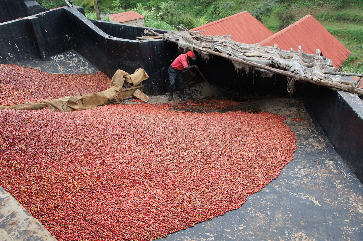 Kenya Rungeto AA