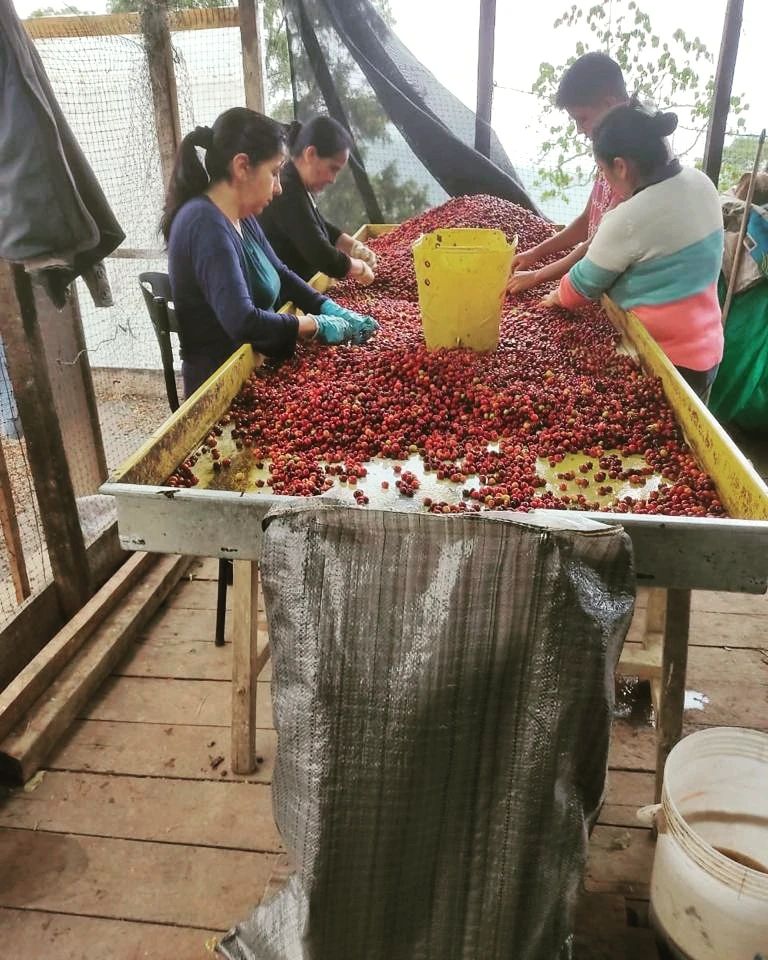 Colombia Sidra