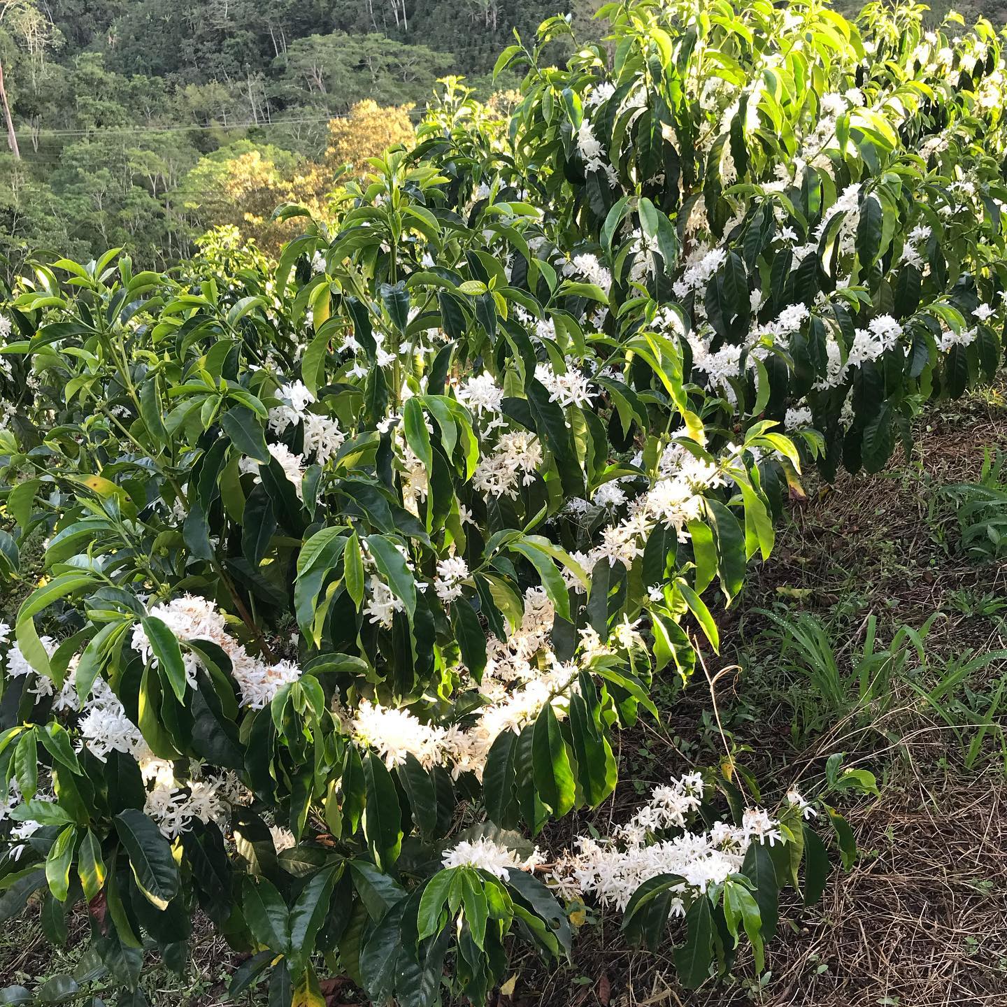 Colombia Sidra