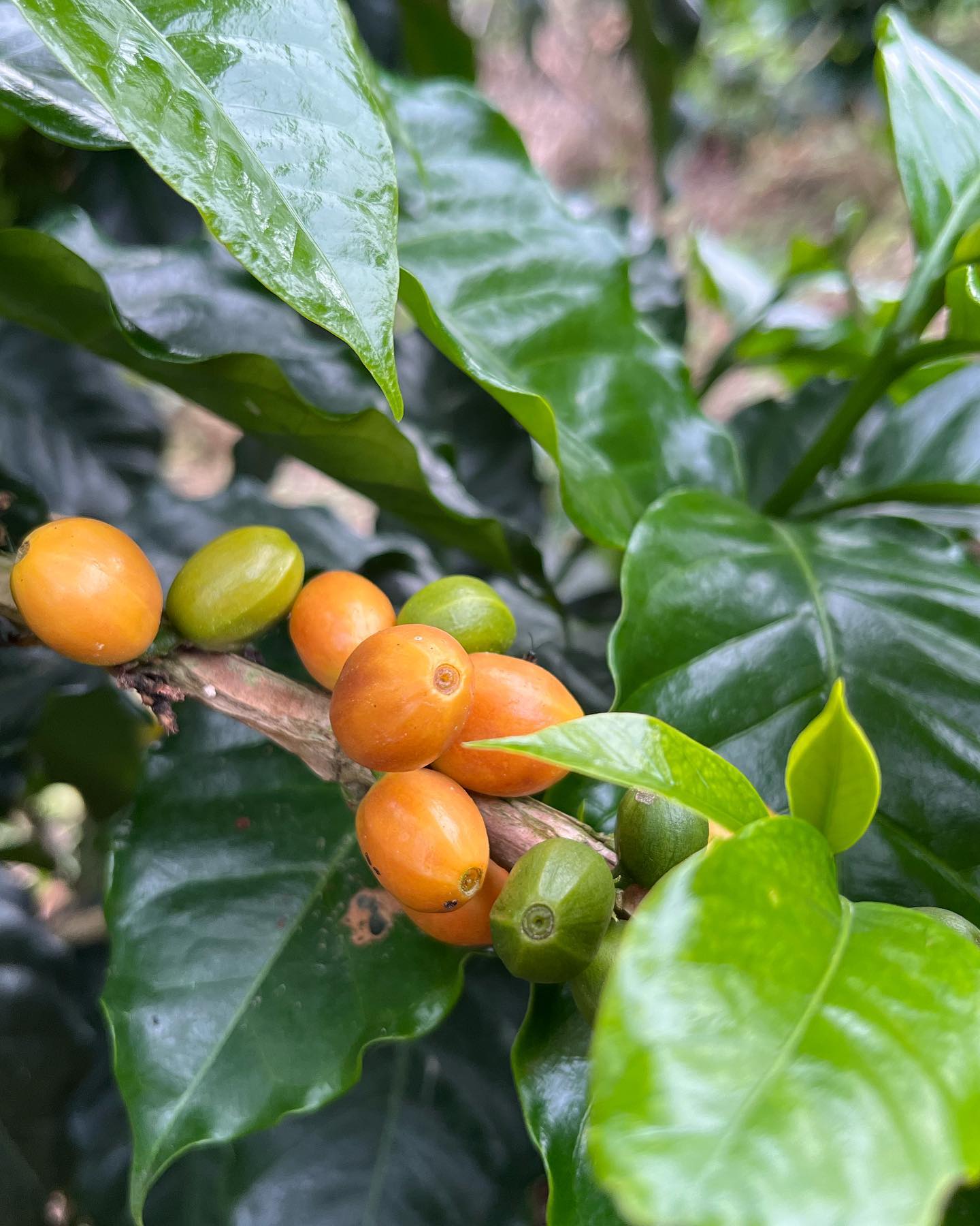 Colombia Sidra