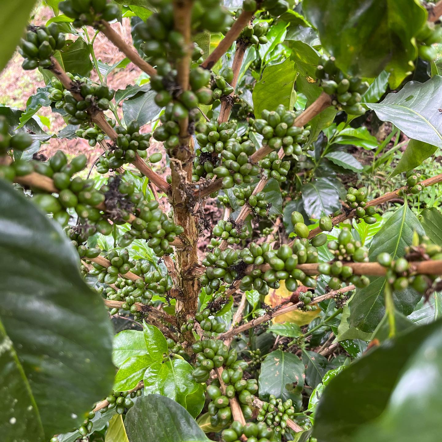 Colombia Sidra