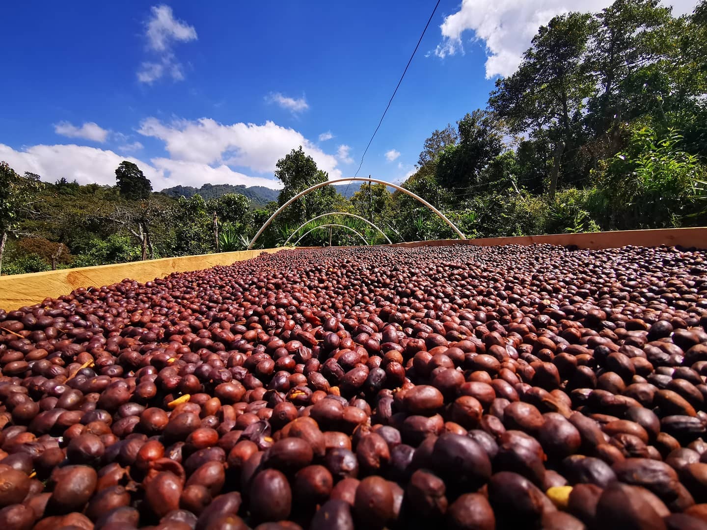 El Salvador La Dalia
