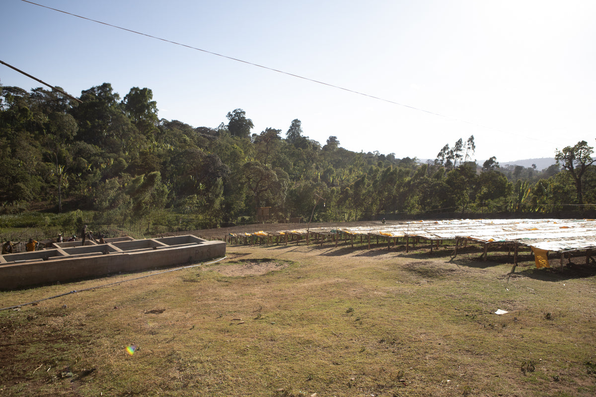 Ethiopia Lalesa