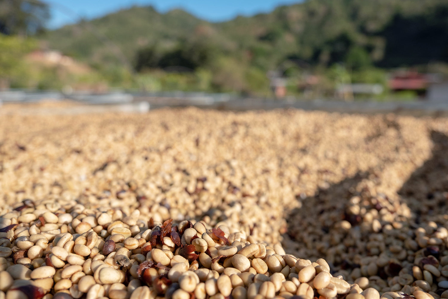 Costa Rica La Pachuca Juicy Honey