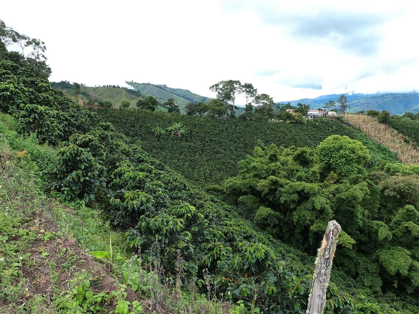 Colombia La Carmelita