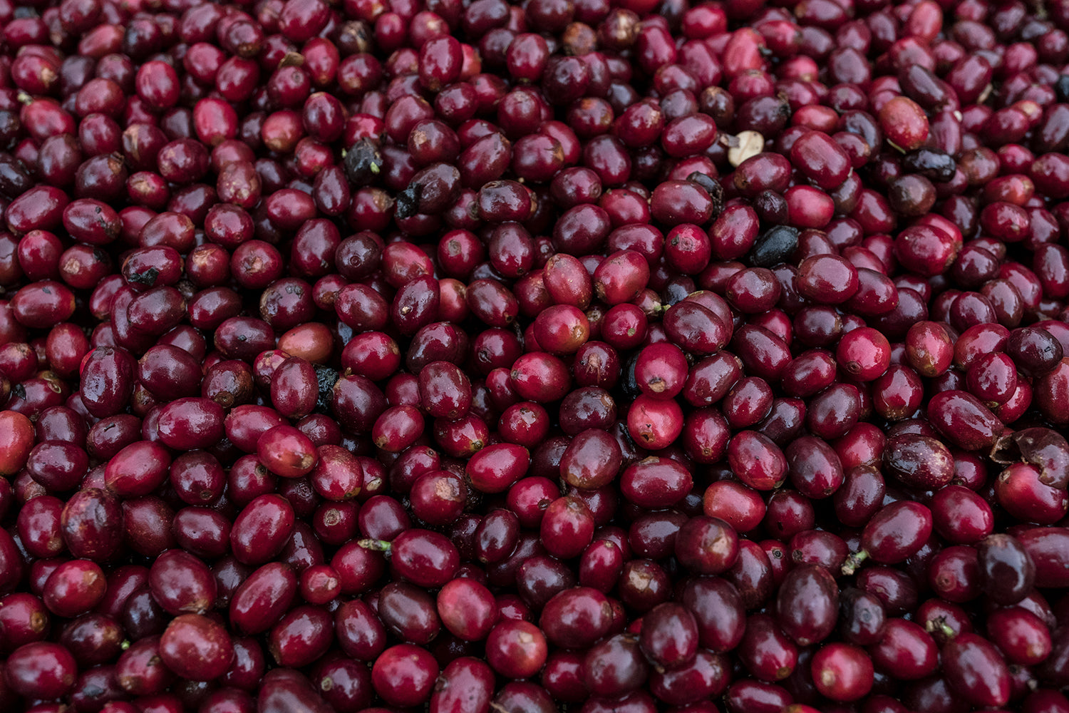 El Salvador La Dalia