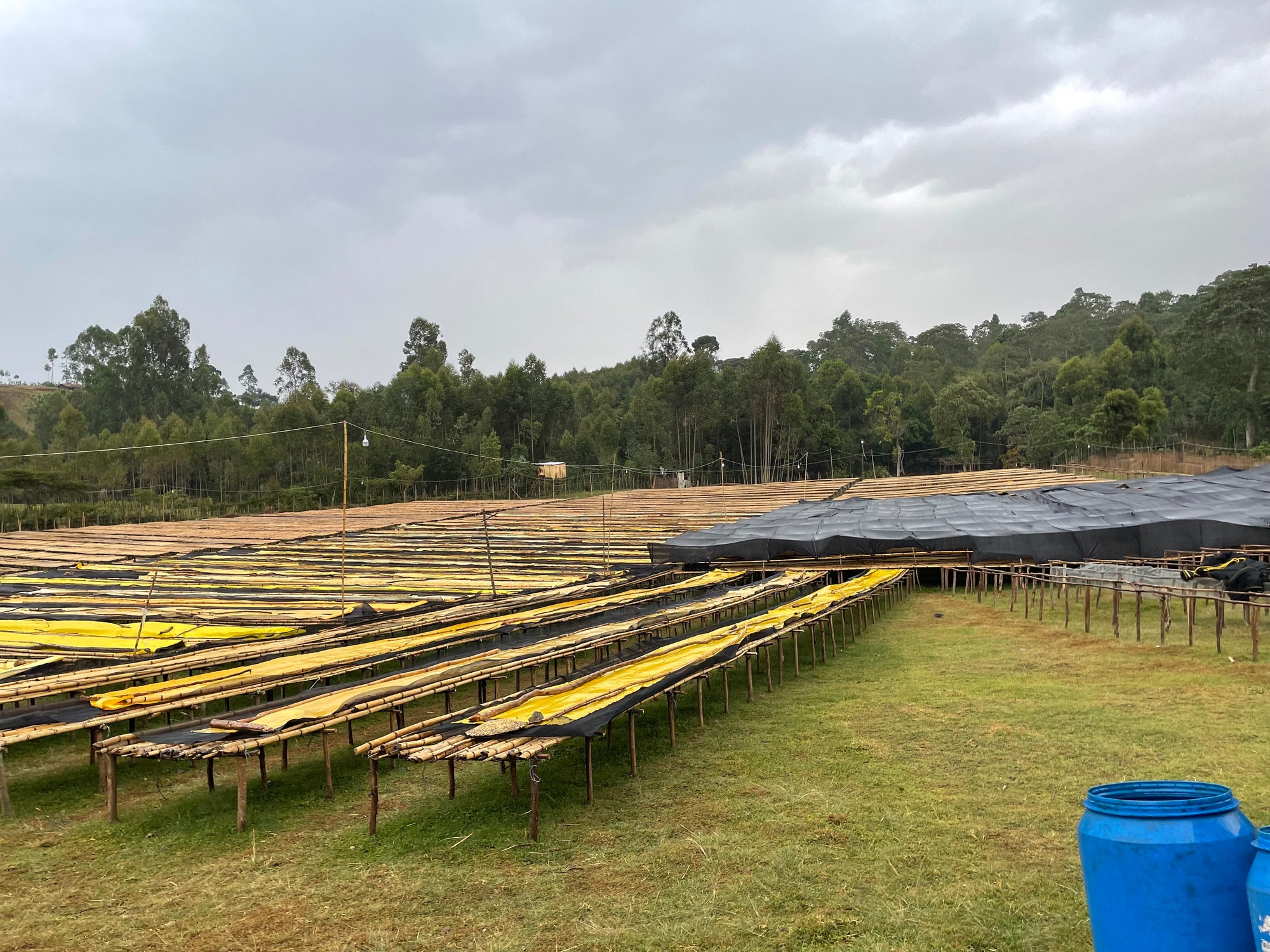 Ethiopia Yaye Anaerobic