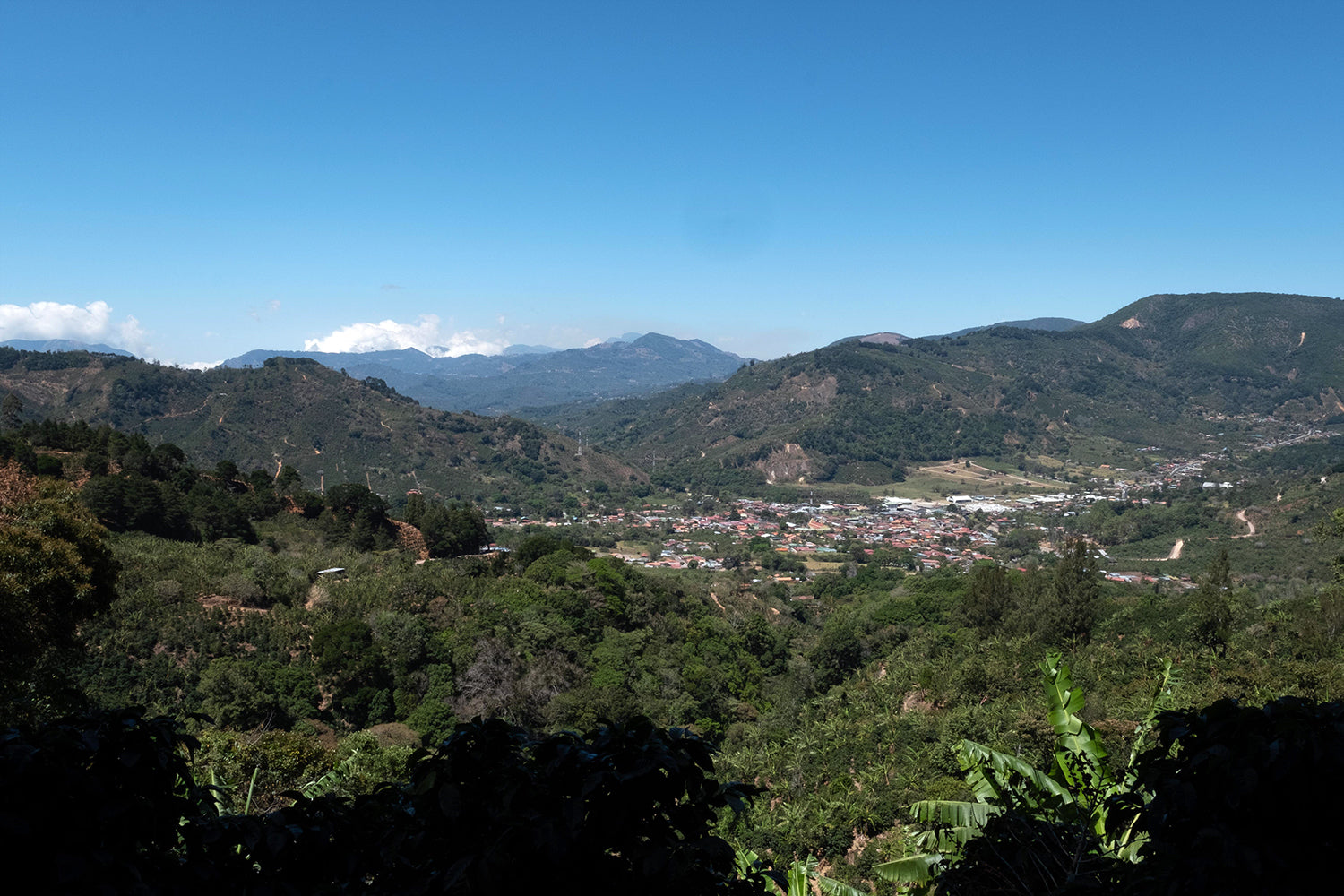 Costa Rica La Pachuca Juicy Honey