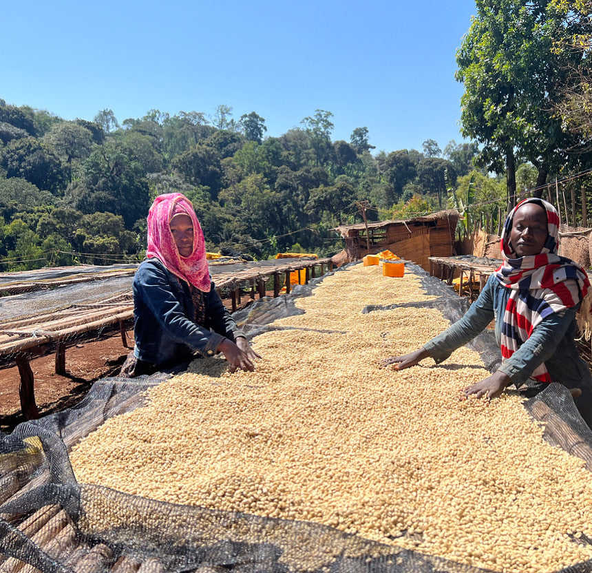 Ethiopia Banko Gotiti