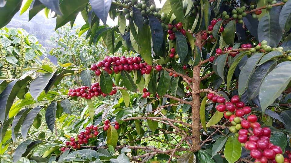 Kenya Kiawamururu NH