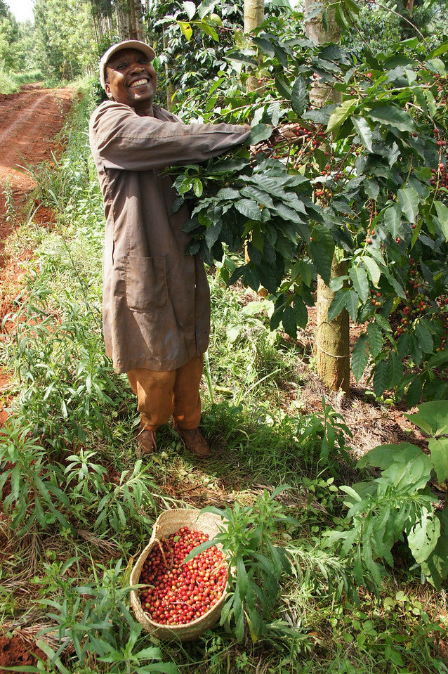 Kenya Rungeto AA