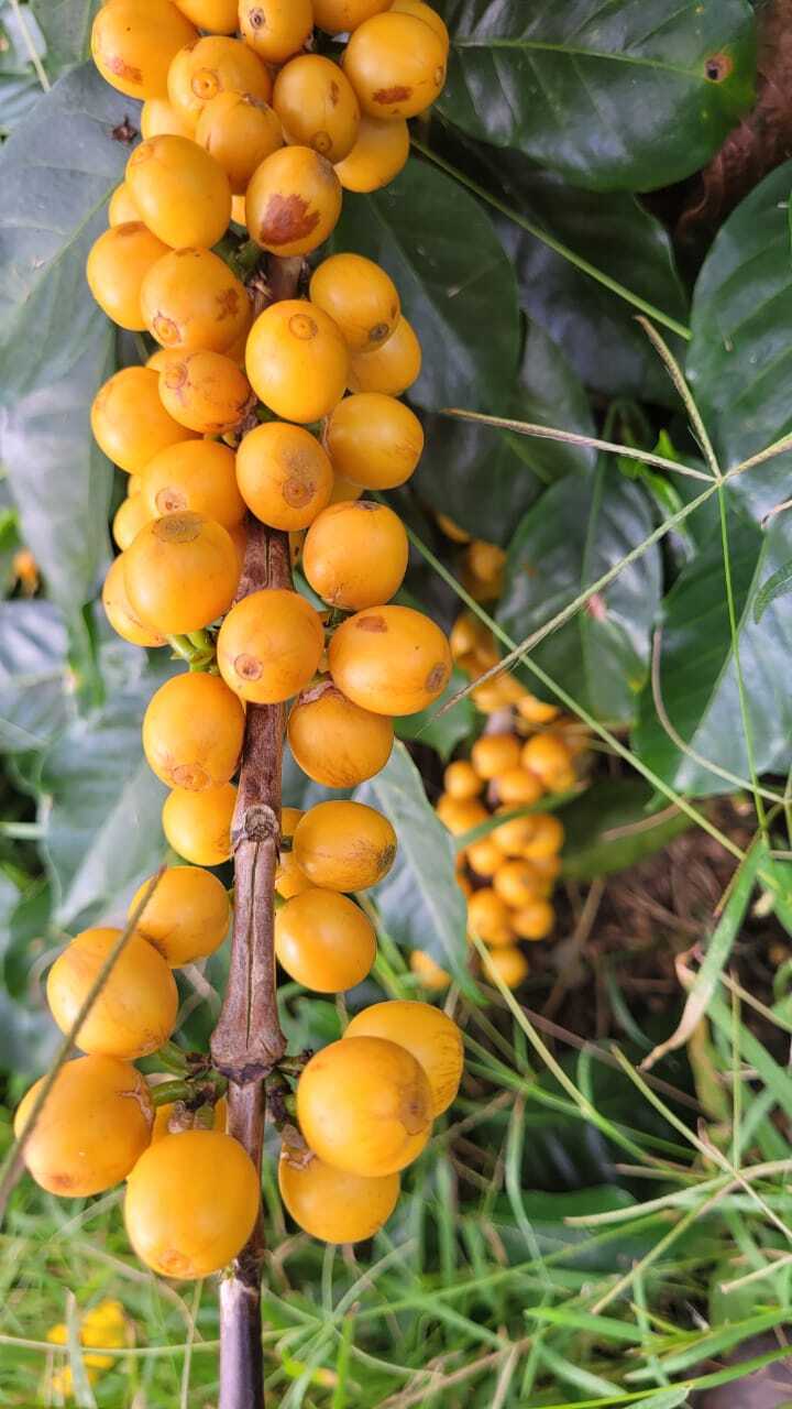 Costa Rica La Pachuca Juicy Honey