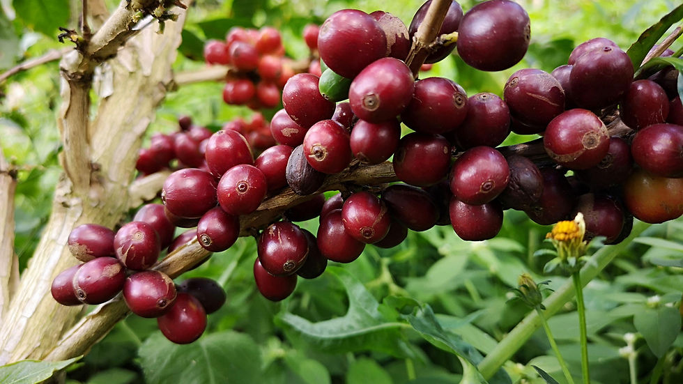 Colombia Mokka Misiones