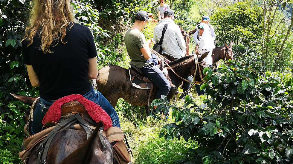 Colombia Mokka Misiones