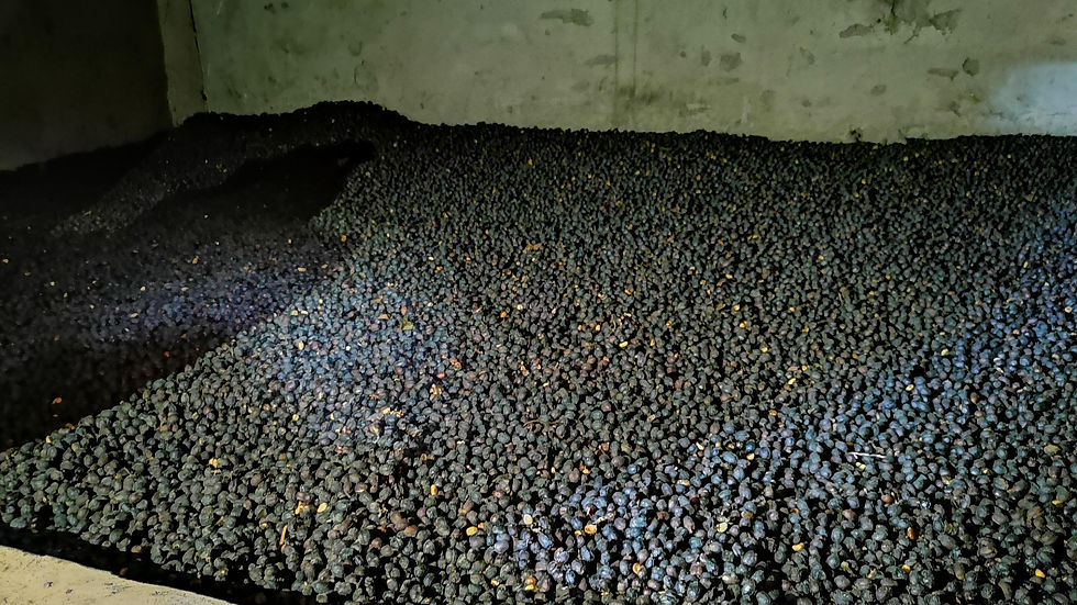 Colombia Mokka Misiones