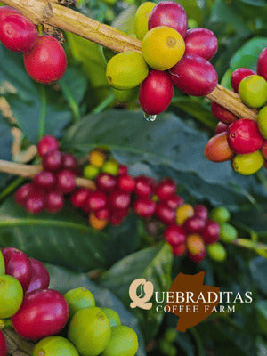 Colombia Quebraditas