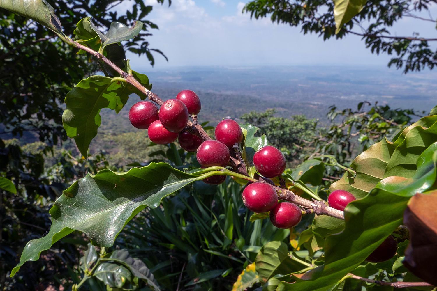 El Salvador La Dalia