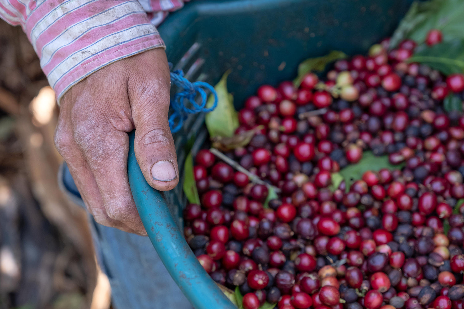 Costa Rica La Pachuca Juicy Honey