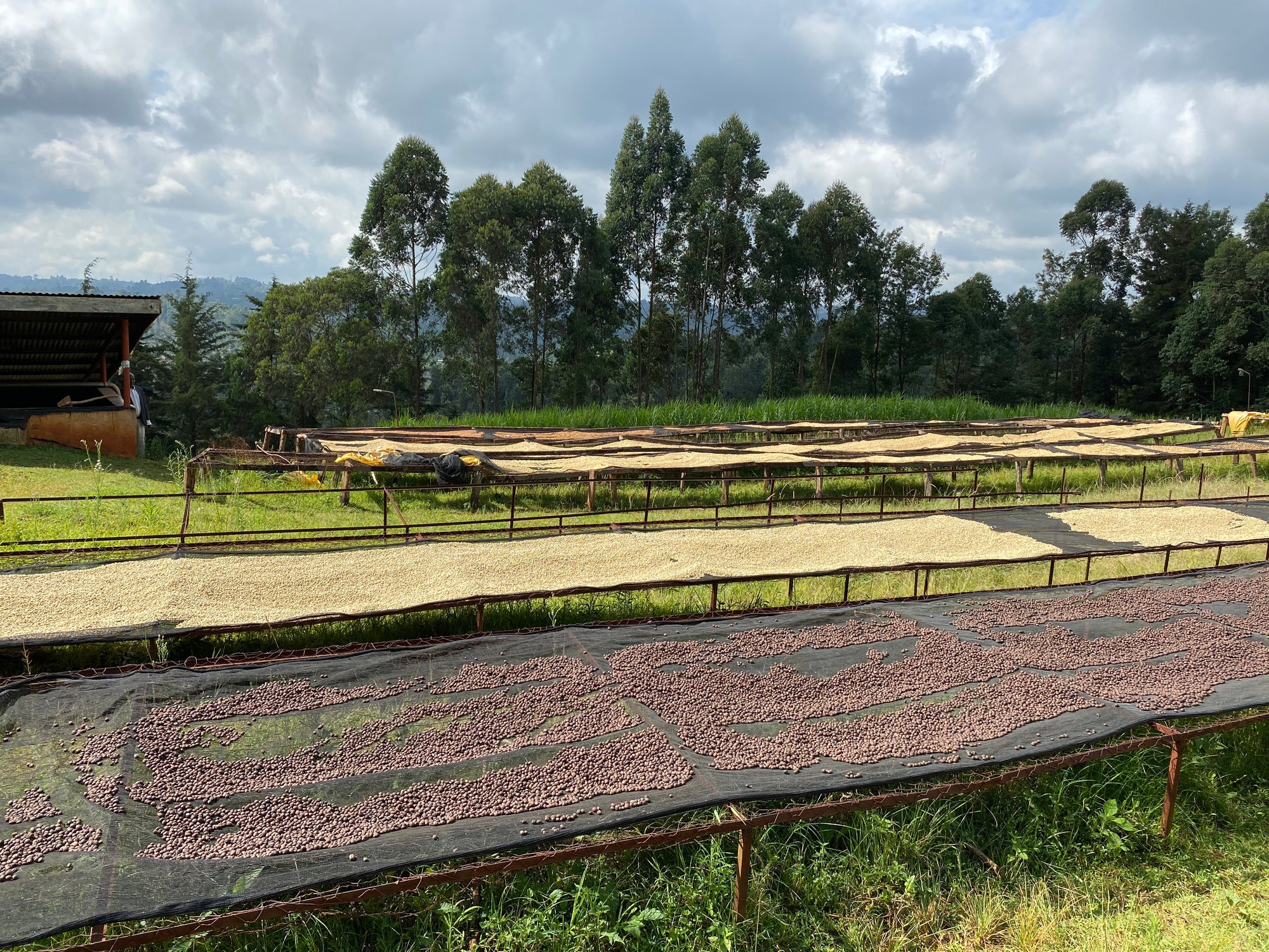 Kenya Mahiga AA