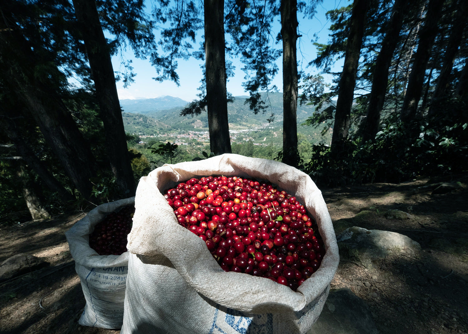 Costa Rica La Pachuca Juicy Honey