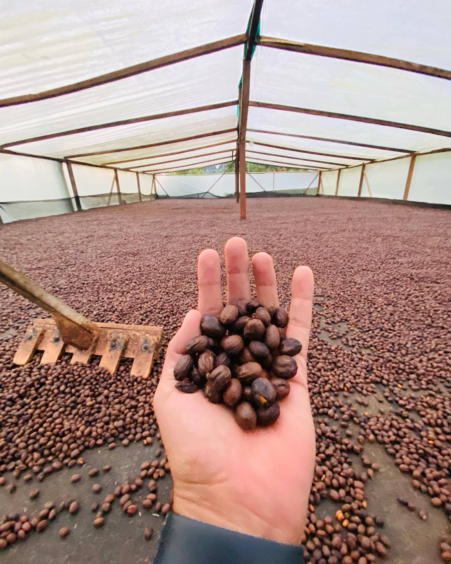 Colombia La Carmelita