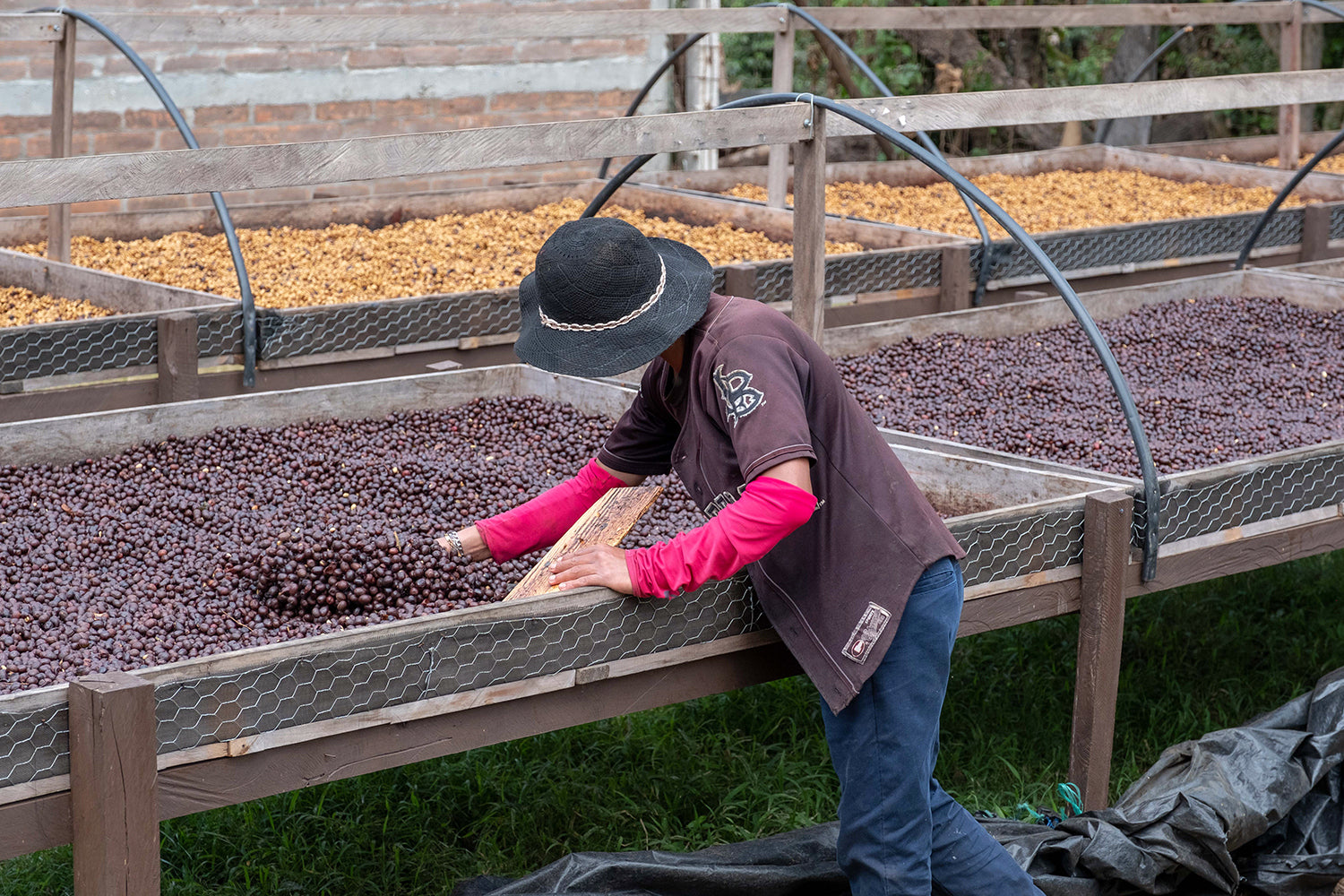 El Salvador La Dalia