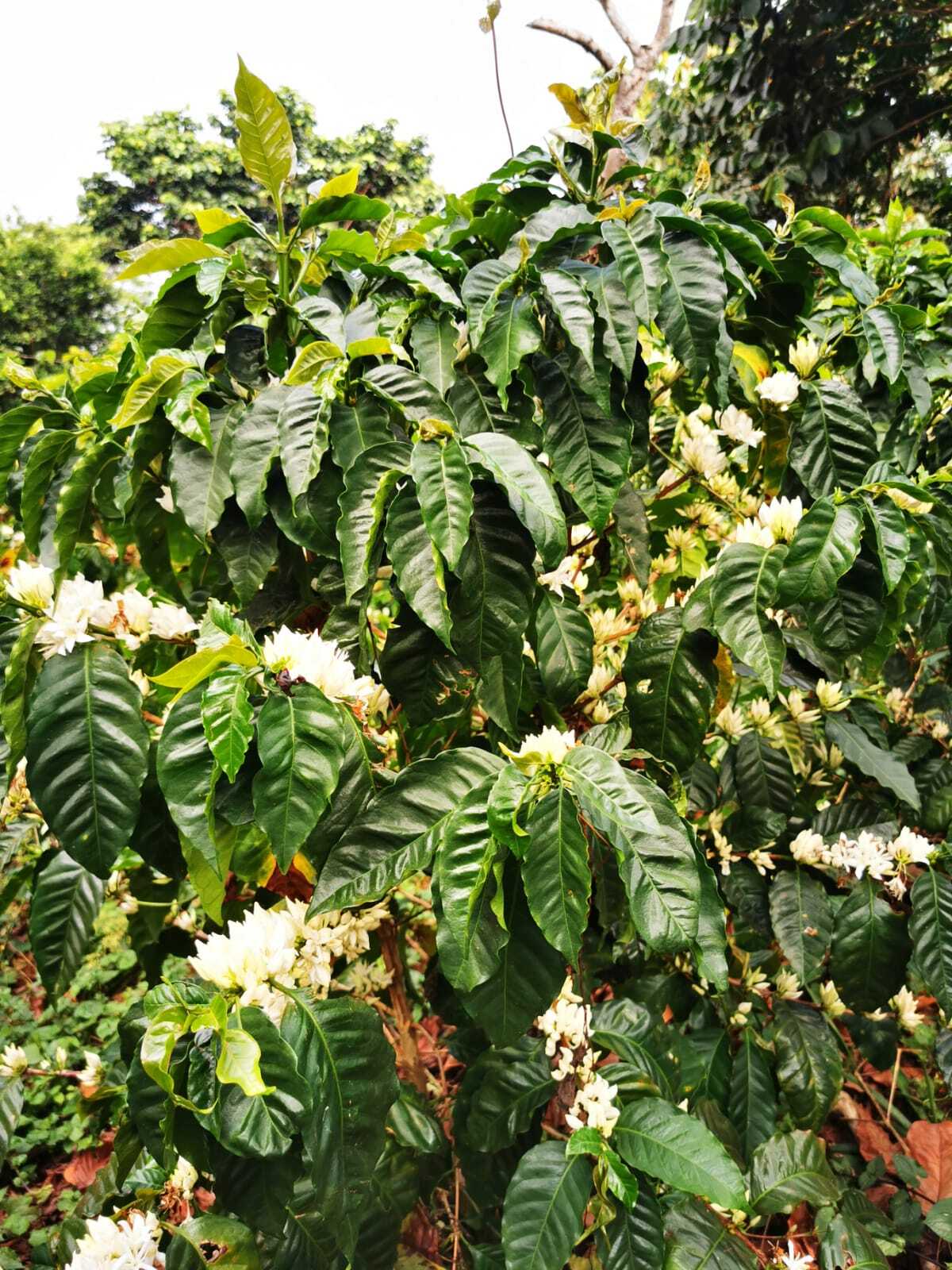 El Salvador La Dalia