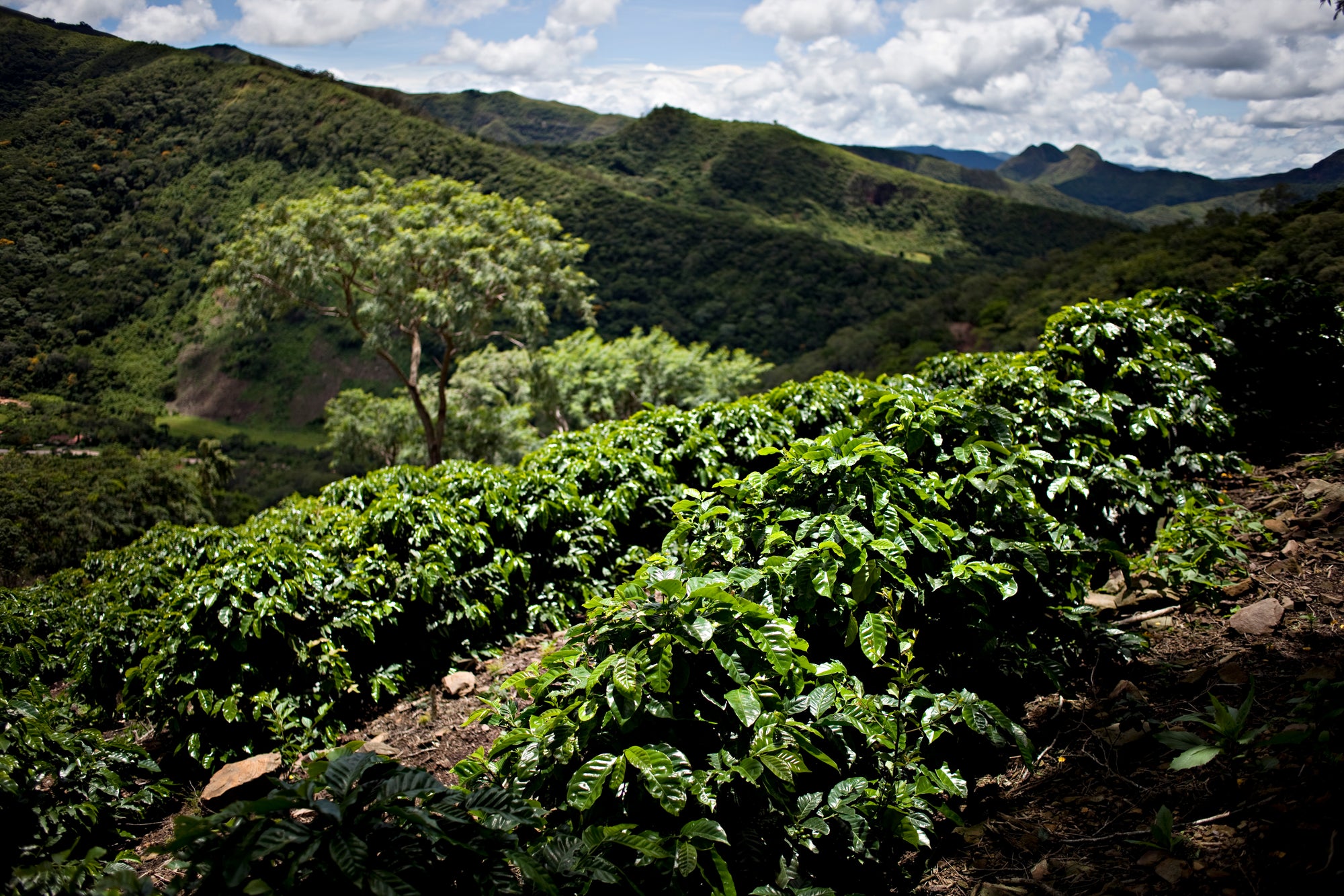 Bolivia Geisha Los Rodriguez Collection