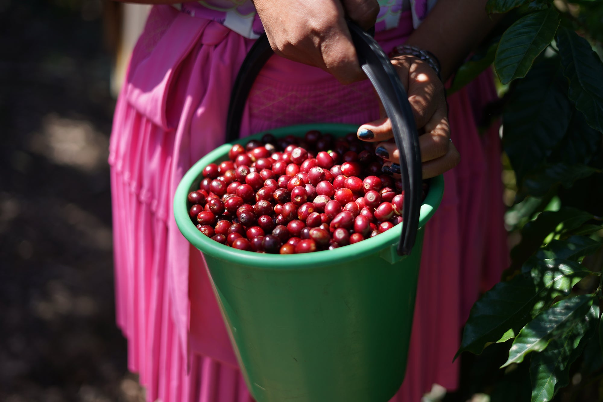 Bolivia Geisha Los Rodriguez Collection