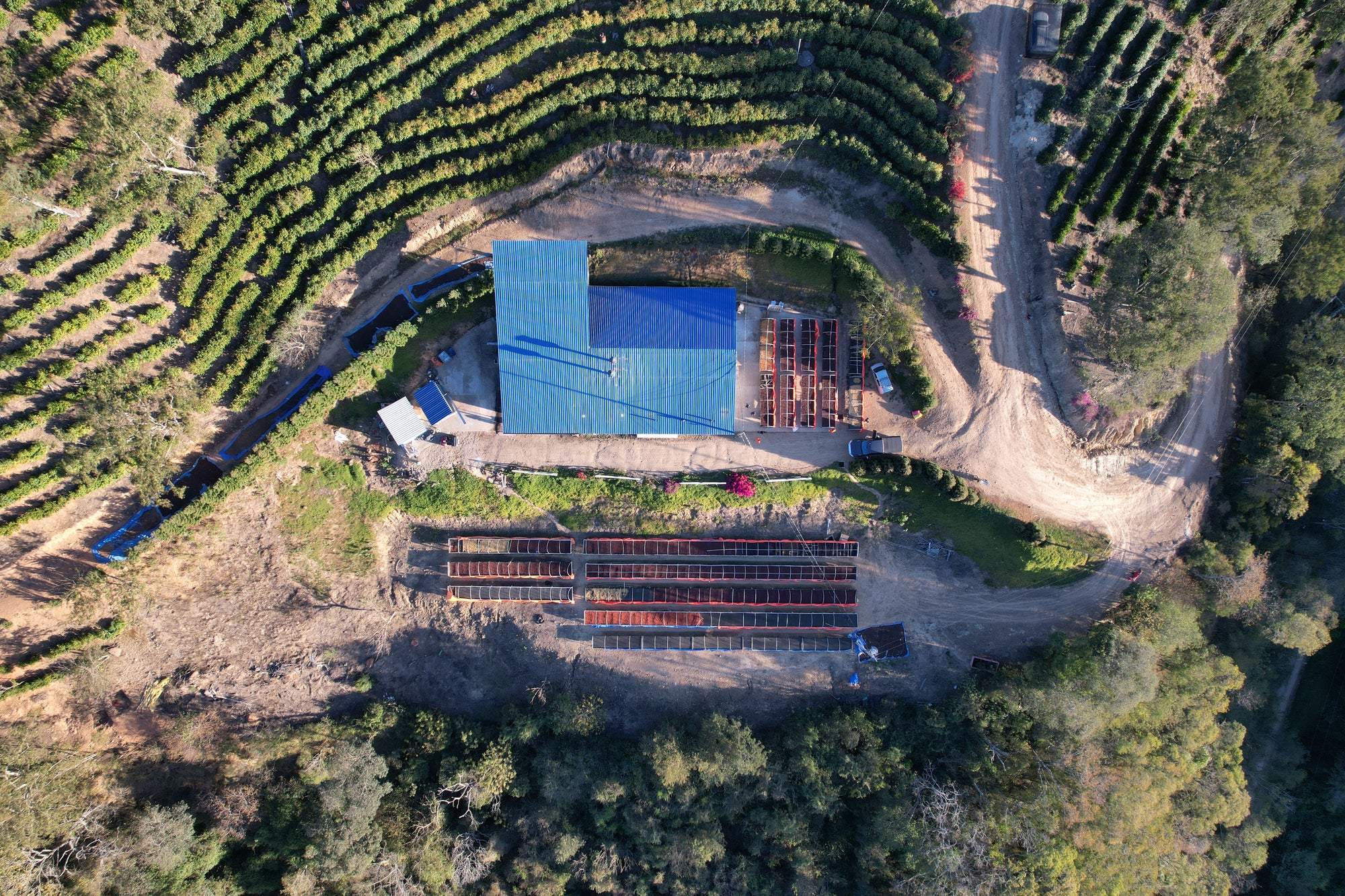 Bolivia Geisha Los Rodriguez Collection