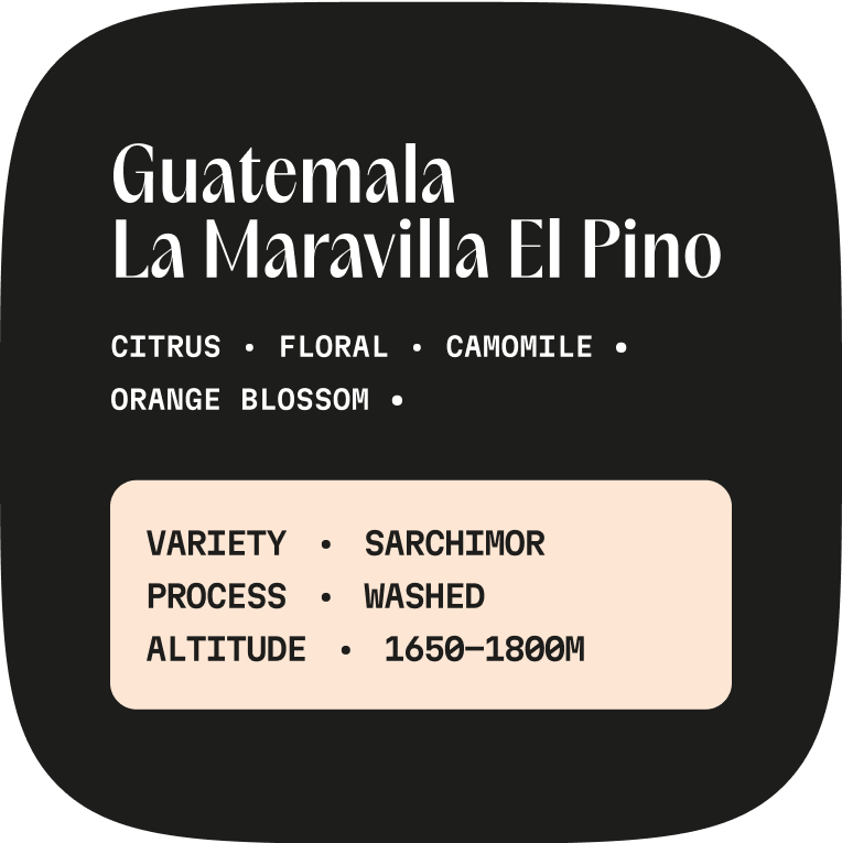 Guatemala La Maravilla El Pino
