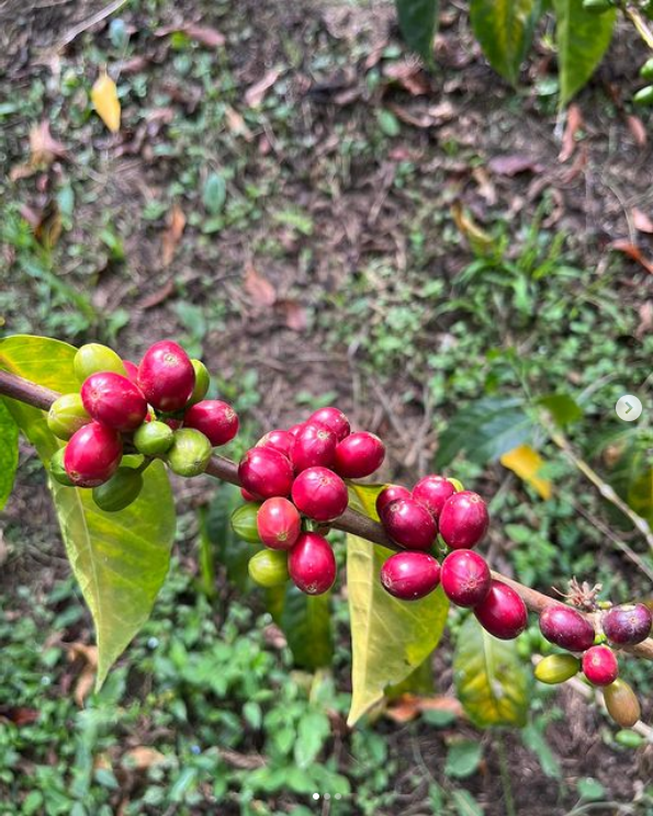 Colombia Sidra