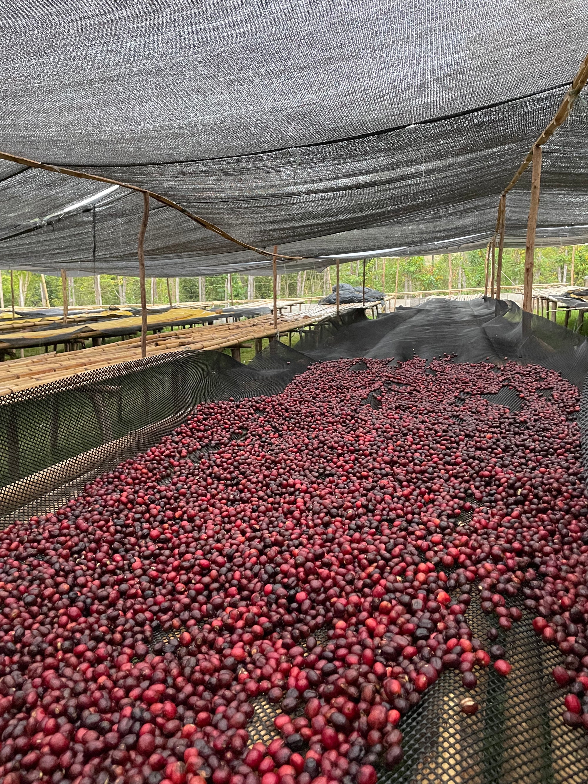Ethiopia Yaye Anaerobic