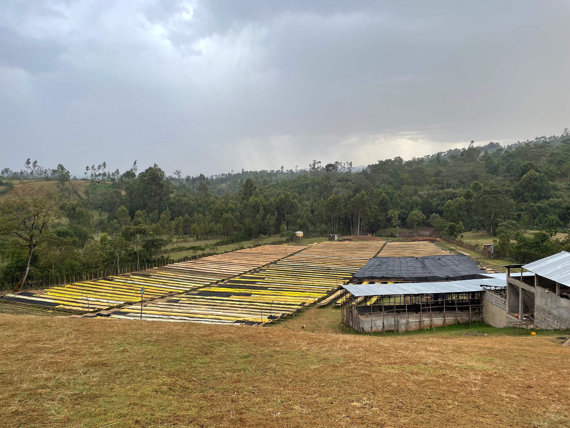 Ethiopia Yaye Anaerobic