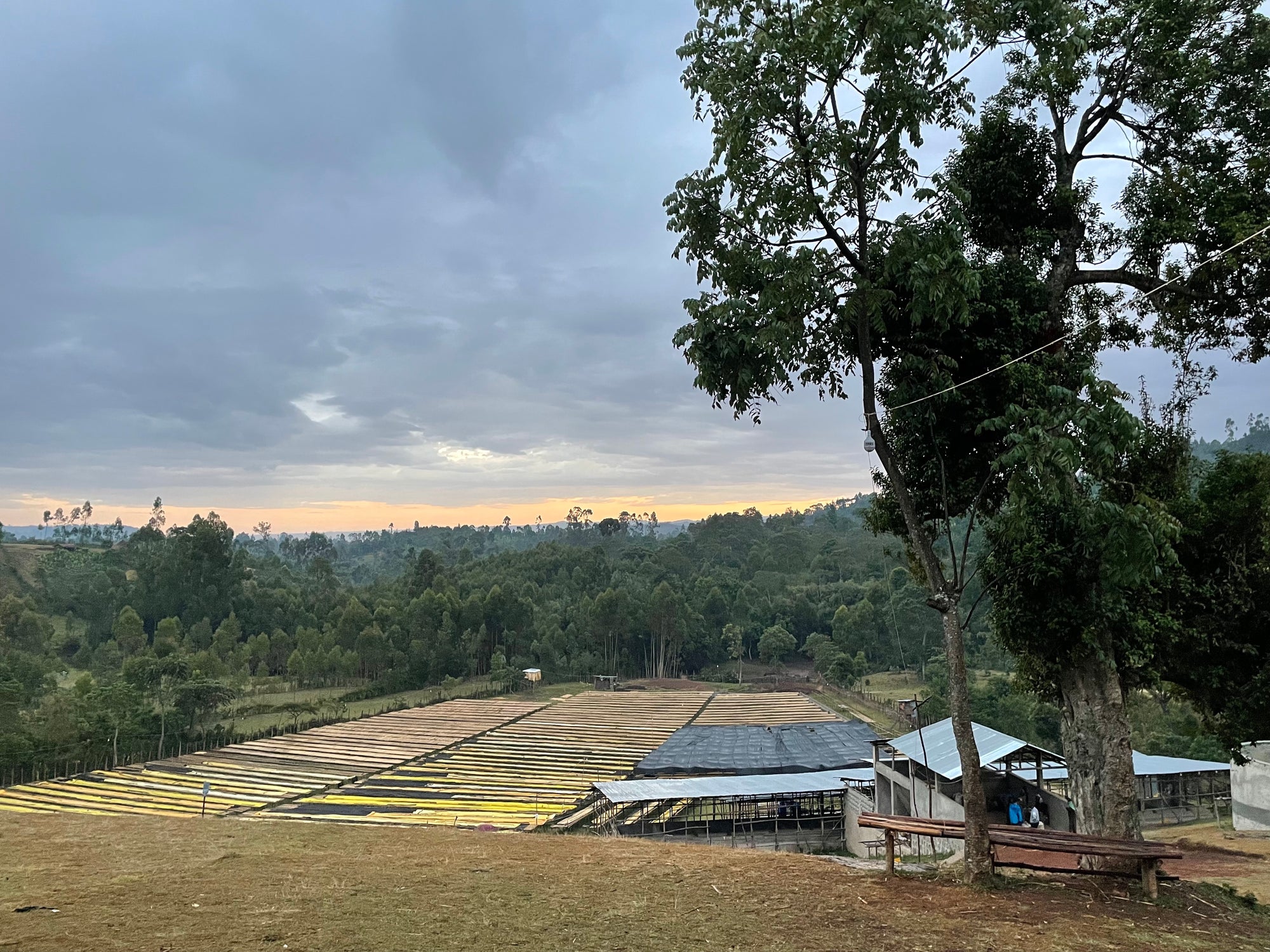 Ethiopia Yaye Anaerobic