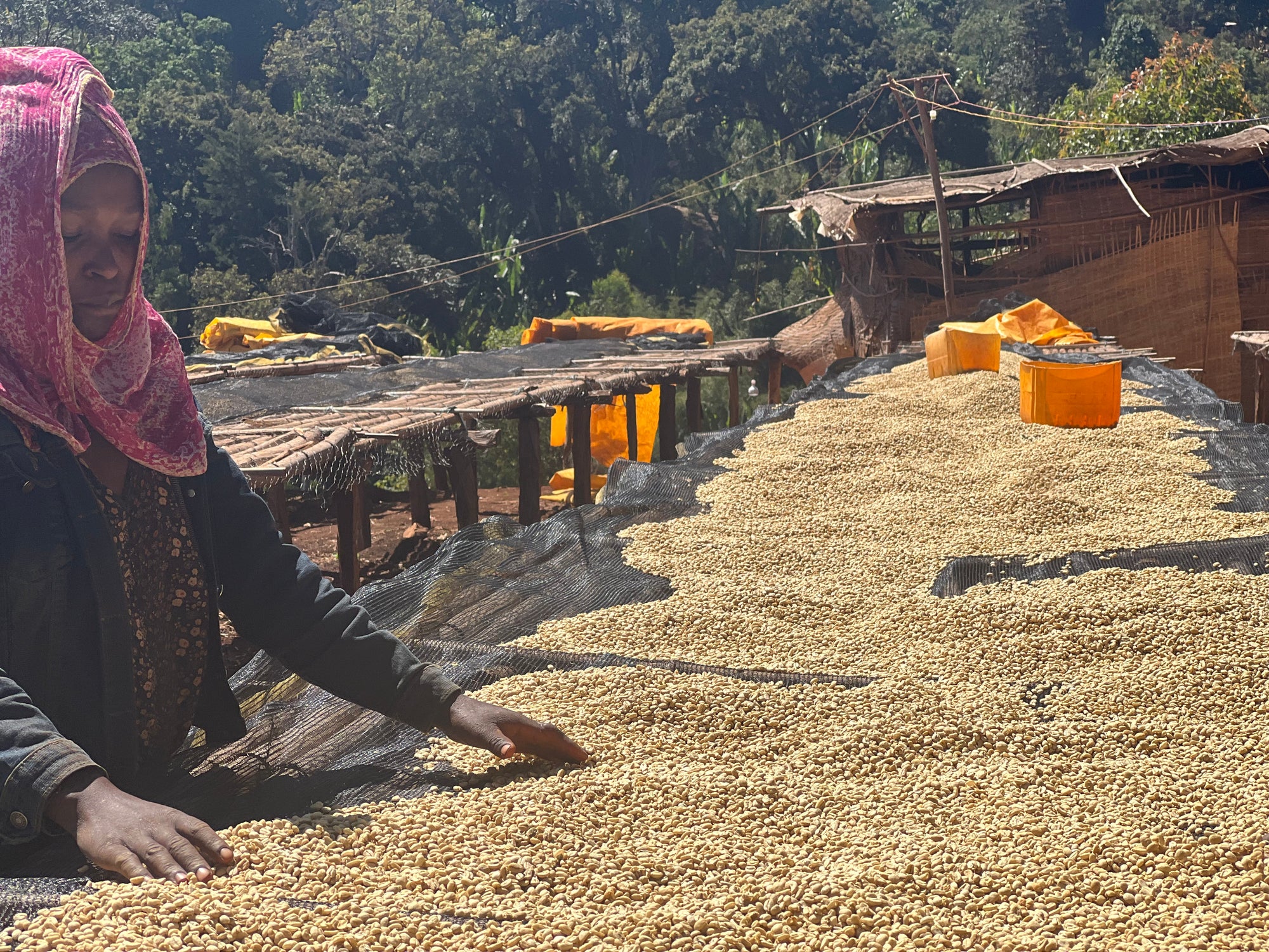 Ethiopia Banko Gotiti